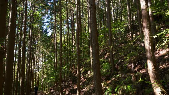 Pan, forest to hiker following trail towards camera, filtered light, Japan