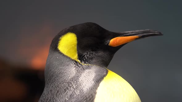 Close up of a cute King penguin standing sleeping.