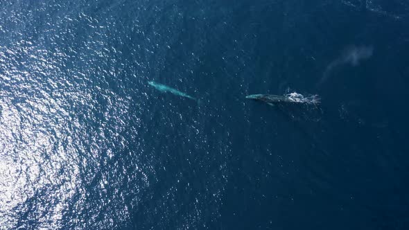 Aerial view of a sperm whale sin the ocean, Azores, Portugal.