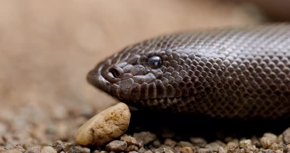 Head Close up of Red Sand Boa snake flicking its tongue out to sense the surroundings