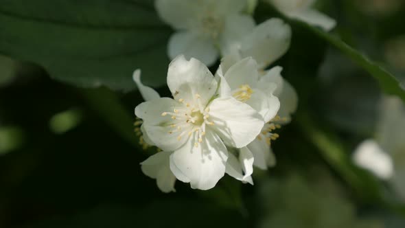 Morning sunlight over sweet mock-orange  petals close-up 4K 2160p 30fps UltraHD footage - Philadelph