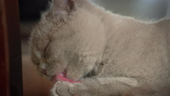 Thoroughbred Gray Domestic Cat Washes and Licks on a High Chair in the Apartment