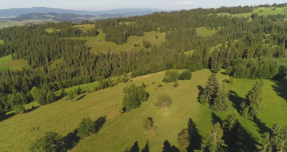 Flying Over the Beautiful Forest Trees. Landscape Panorama.
