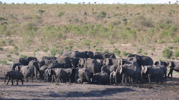 Big herd of African Bush elephants