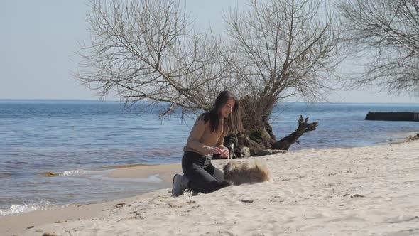 Brunette Pets Shih Tzu Puppy Sitting on Sea Beach Sand