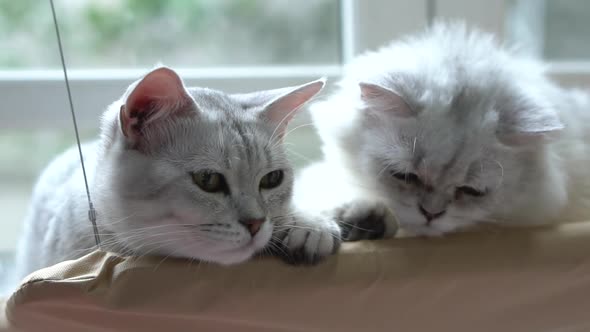 Two Cat Lying On Shelf Under Light From A Window