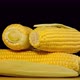 Fresh raw organic corn cobs on black background rotating close up. - VideoHive Item for Sale