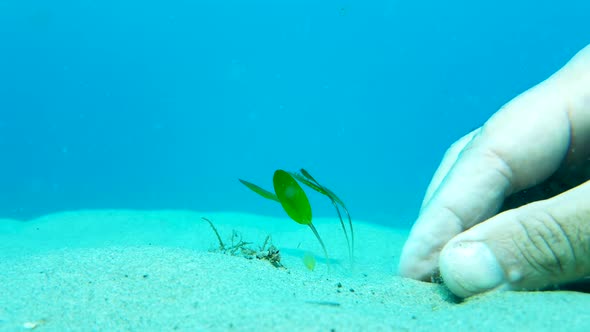 The planting of seagrass underwater to a area of the ocean floor that needs rejuvenation