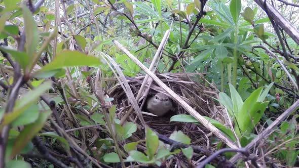 The Nightingale Bird Builds a Nest for Incubating Chick Eggs