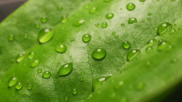 Green Leaf In Nature