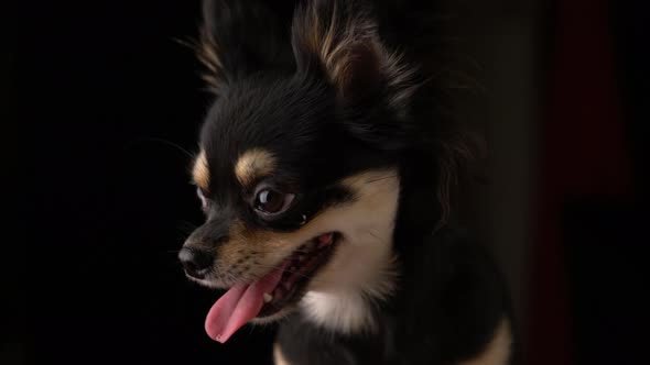 black fur color chihuahua puppy dog studio shot dark background