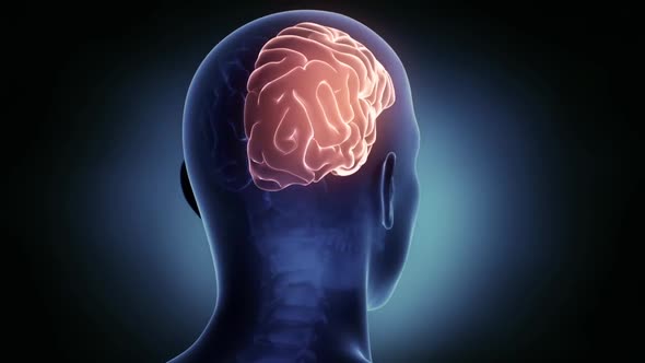 Human Brain Atlas Brain Right Hemisphere