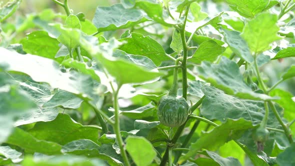Solanum Laciniatum In Garden