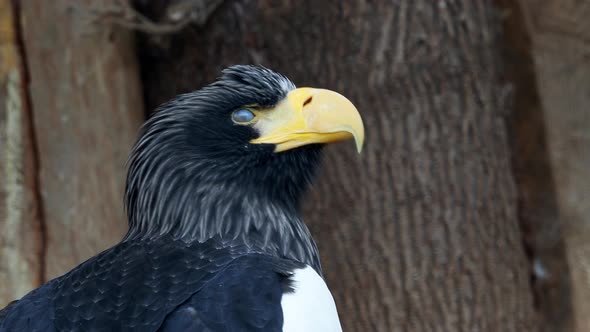 Steller's sea eagle - Haliaeetus pelagicus