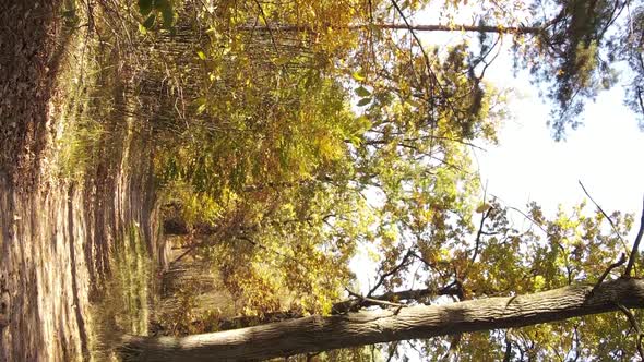 Vertical Video Autumn Forest with Trees in Ukraine Slow Motion