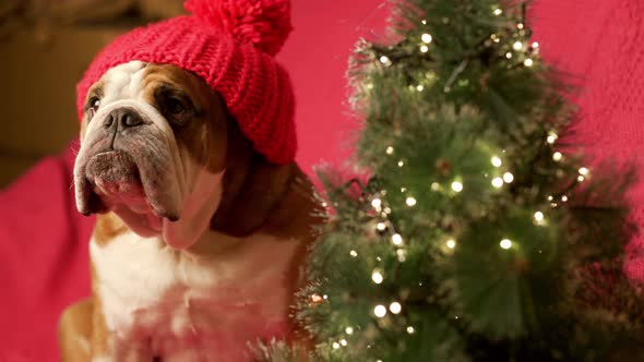 Closeup Portrait of Funny English Bulldog Dog in Xmas Hat Sitting on Sofa Near Firtree