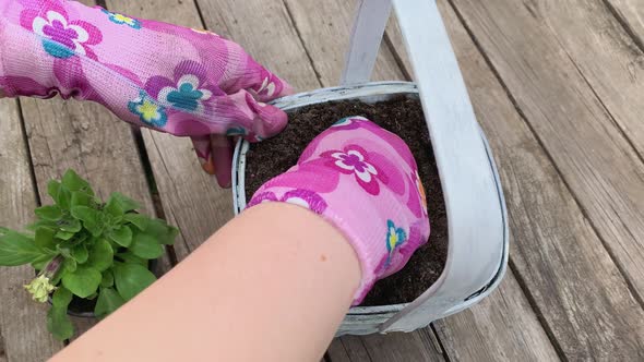 Gardeners Hands Planting Flower in Pot with Dirt or Soil