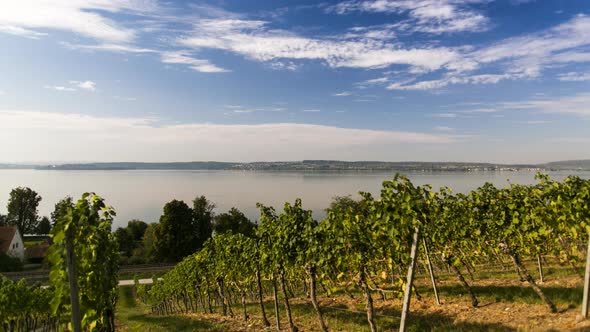 vineyard by the lake motion timelapse