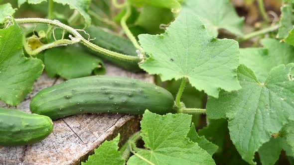 Cucumber plant