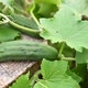 Cucumber plant - VideoHive Item for Sale