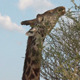 Giraffe - VideoHive Item for Sale