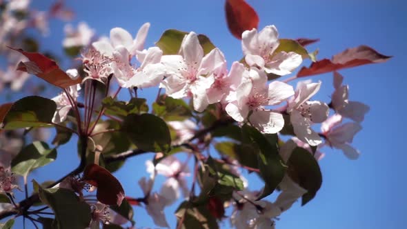 Apple Tree Flowers