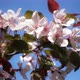 Apple Tree Flowers - VideoHive Item for Sale