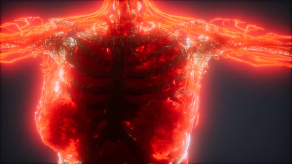 Colorful Human Body Animation Showing Bones and Organs alt