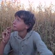 a boy in a shirt is sitting in a field with oats - VideoHive Item for Sale