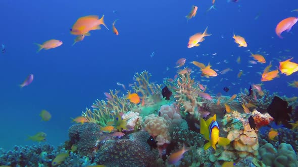 Beautiful Reef Underwater