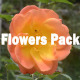 Flowers Pack - VideoHive Item for Sale