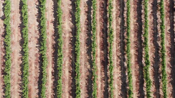 Rows of mature Grape vines, Drone footage.