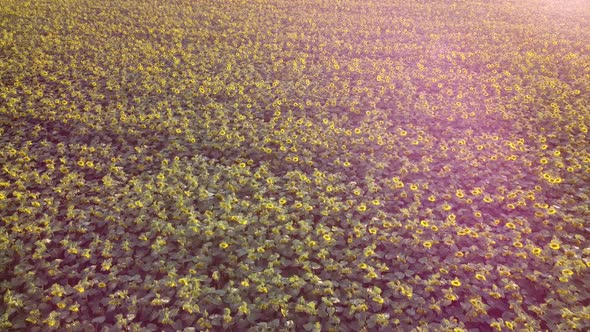 Sunflower background looking from above, flying over a sunflower field at a bird's eye view