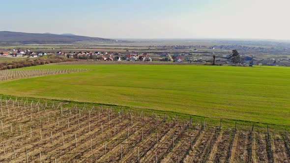 Landscape Field Vines Vineyard at During Early Spring on Ukraine Zakarpattya