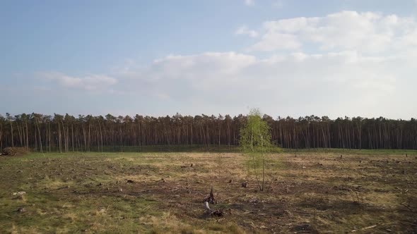 Drone shot of pine tree forest