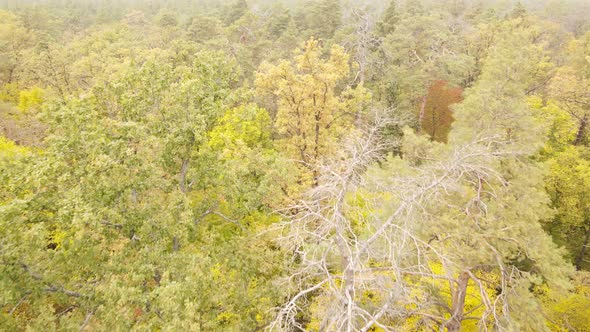 Forest Beautiful Landscape in an Autumn Day