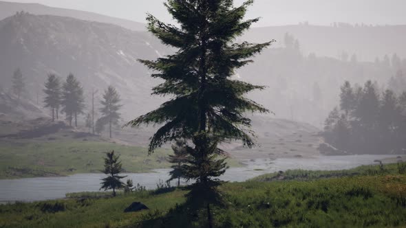 Pine Tree Forrest in the Montains