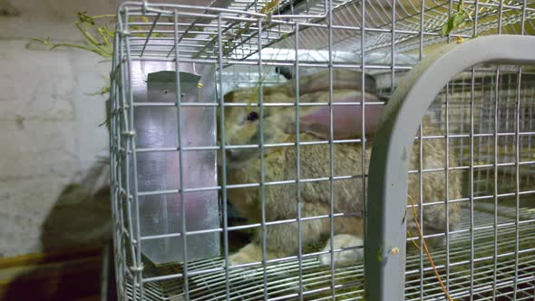 Rabbit In A Cage