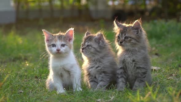 Cute Persian Kittens Looking On Green Grass