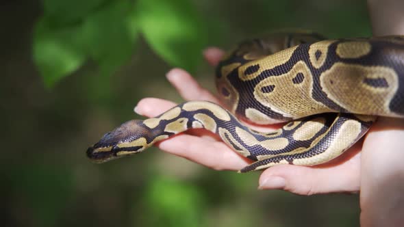 Large Snake in Female Hands Closeup