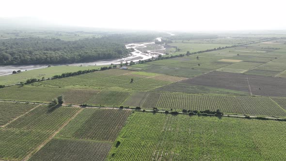 Aerial flight over beautiful vineyard landscape in Kvareli, Georgia