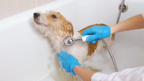 A girl washes a Jack Russell Terrier dog from a shower head in a white bath with foam