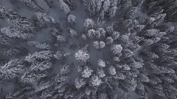 Snow Covered Trees Taken Vertically By The Drone