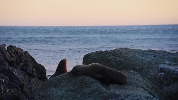 New Zealand fur seals lying at the shore on rocks during a warm orange sunset. Blue sea with breakin