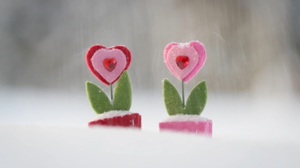 Valentine's Flowers In The Snow alt