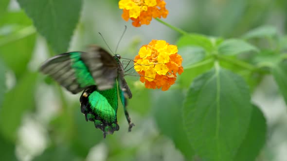 Slow motion macro of pretty butterflying wings during collecting pollen of orange flower in nature