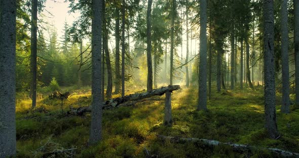 Sunrise in Forest Sun Shining Between the Trees in Magical Misty Morning