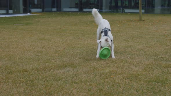 Fluffy White Dog Playing with Flying Disc Outdoors