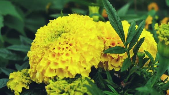 Flowering Yellow Garden Flowers Close Up 