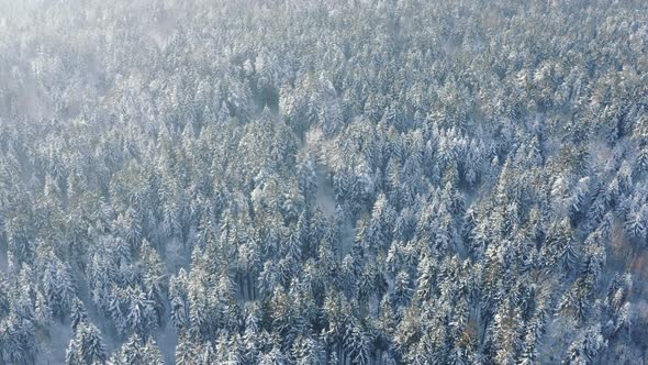 Aerial Sunny Evening or Morning in Winter Forest Snow Covered Frozen Treetops Lit with Sun Beams